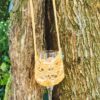 Sauternes Gold - Sip & Stroll Etui